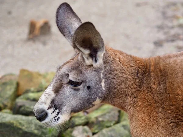 Closeup Portrait Strong Powerful Male Red Kangaroo Handsome Profile — 图库照片