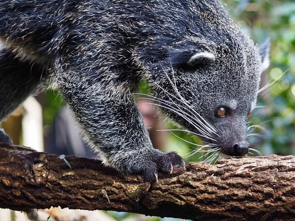 A closeup portrait of a fantastic captivating Binturong with sparkling eyes.