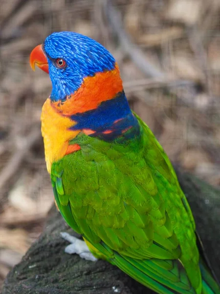 Enchanting lovely Red-collared Lorikeet with dazzling bright-colored plumage.