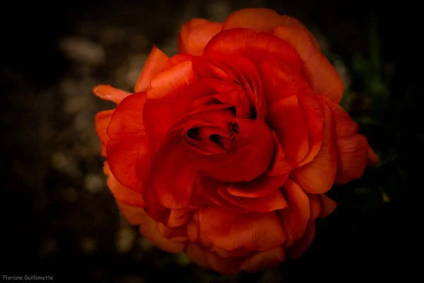 Une Sublime Magnifique Renoncule Rouge — Φωτογραφία Αρχείου