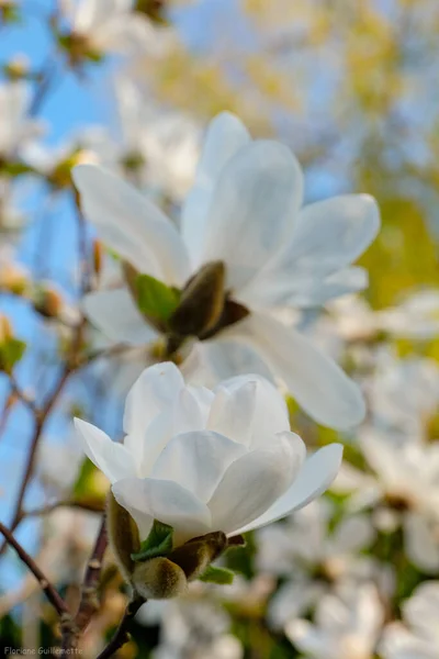 Une Magnifique Fleur Blanche Printanire — Photo