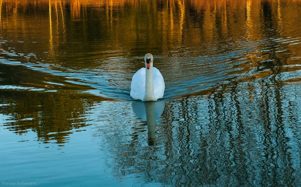 Magnifique Sublime Cygne Blanc Son Reflet —  Fotos de Stock