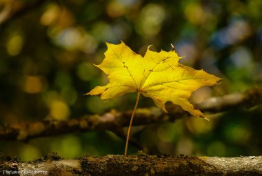une feuille jaune en priode d'automne