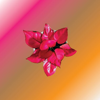 kırmızı çiçek vektörü pembe renk