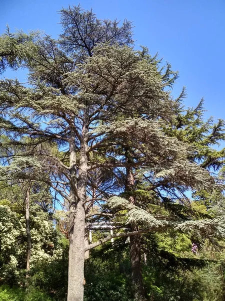 Kırım 'daki orman manzarası