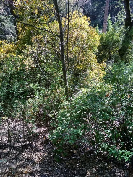 Tatil köyündeki dağlarda orman manzarası