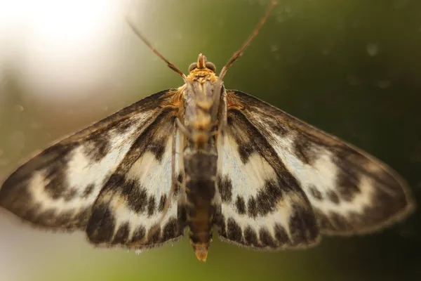 Moth Rendkívül Részletes Makró Közelkép Jogdíjmentes Stock Fotók