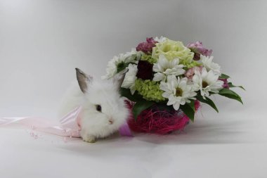 Küçük, beyaz, tüylü bir tavşan boynunda pembe bir fiyonk ile bir buket çiçeğin yanında.
