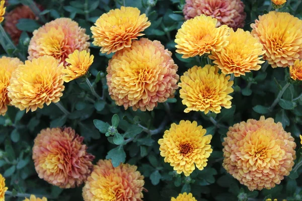 Narancs Kerti Virágok Fényképezett Közelről — Stock Fotó