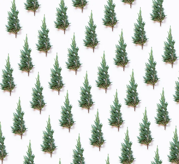 Green Cypress Pattern White Background — Stock Photo, Image