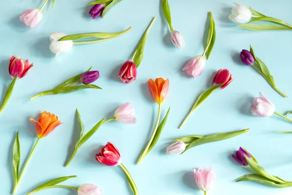Spring Tulips Blue Background — Stock Photo, Image