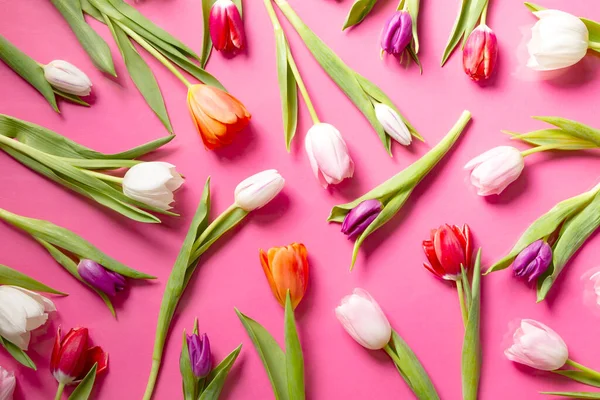Tulipanes Primavera Sobre Fondo Rosa — Foto de Stock