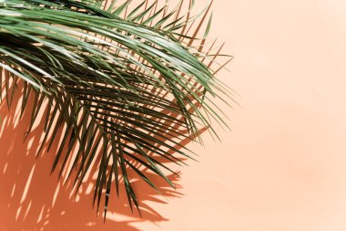 Pembe arka planda parlak ışıkta palmiye yaprakları