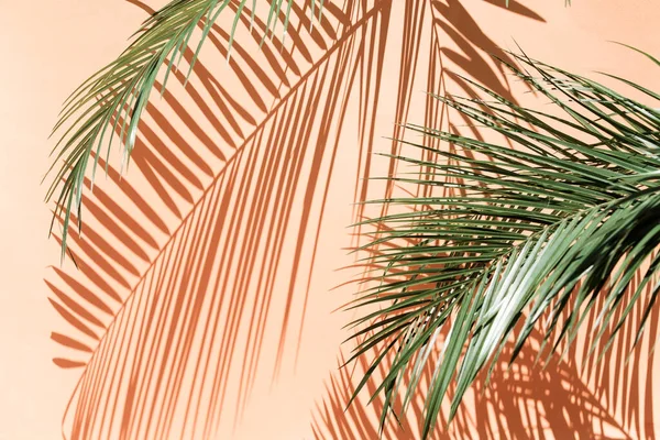 Palmové Listy Přes Růžové Pozadí Jasném Světle — Stock fotografie