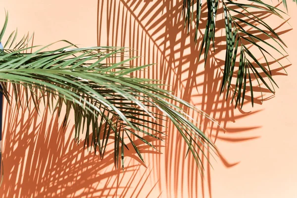 Palmové Listy Přes Růžové Pozadí Jasném Světle — Stock fotografie