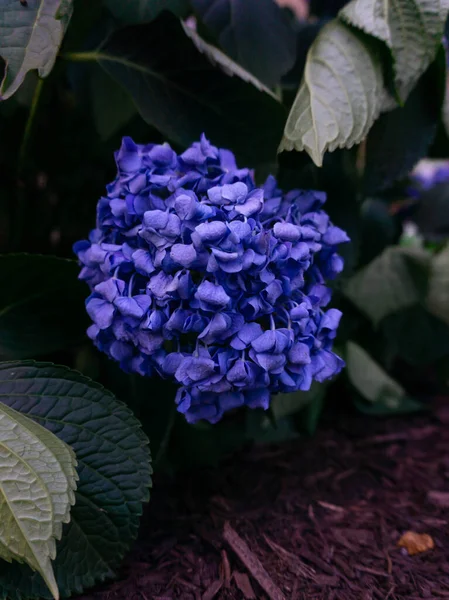 紫色の花の終わり — ストック写真