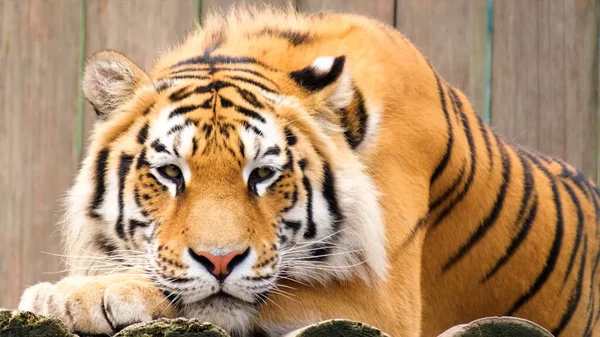 Tiger Legte Seinen Kopf Auf Seine Pfote — Stockfoto