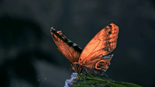 Abas Borboleta Suas Asas Espalhadas — Fotografia de Stock