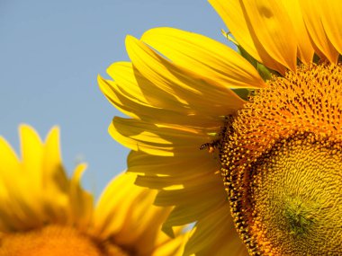 Arı nektarı ayçiçeği toplar.