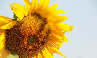 Arı nektarı ayçiçeği toplar.