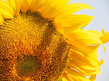 Arı nektarı ayçiçeği toplar.