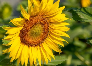 Arı nektarı ayçiçeği toplar.
