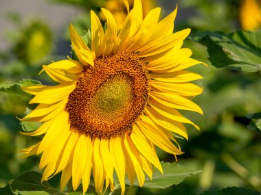 Arı nektarı ayçiçeği toplar.