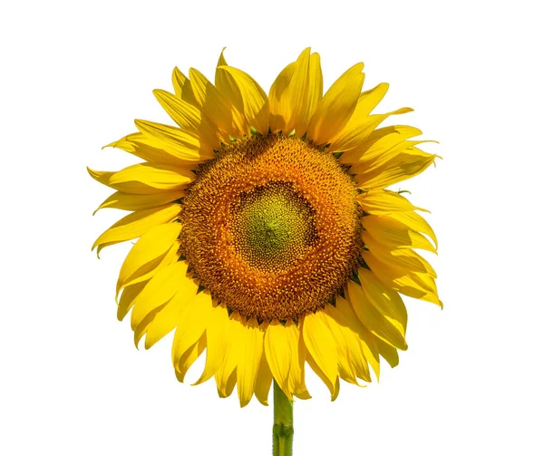 Sunflower Flower Close View Isolated White Background — Stock Photo, Image