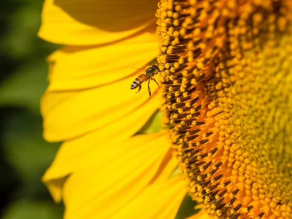 Biene Sammelt Nektar Aus Einer Sonnenblume — Stockfoto