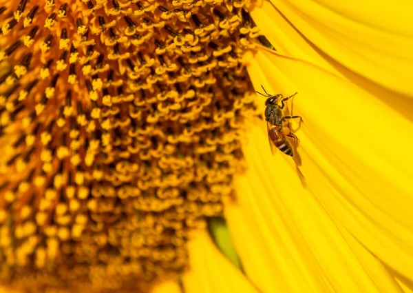 Nahaufnahme Von Biene Sammelt Nektar Aus Einer Sonnenblume — Stockfoto