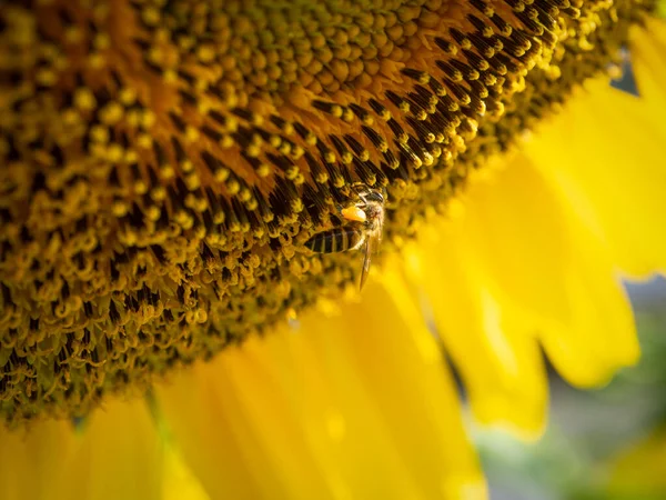 Biene Sammelt Nektar Aus Einer Sonnenblume — Stockfoto