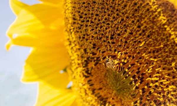 Bee Collects Nectar Sunflower — Stock Photo, Image