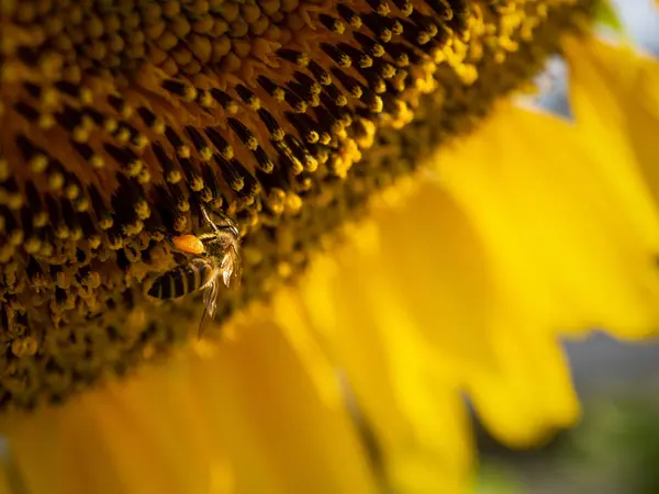 Biene Sammelt Nektar Aus Einer Sonnenblume — Stockfoto