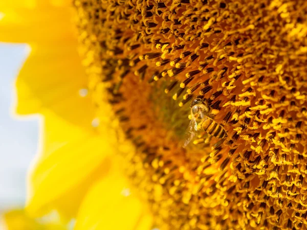 Bee Collects Nectar Sunflower — Stock Photo, Image