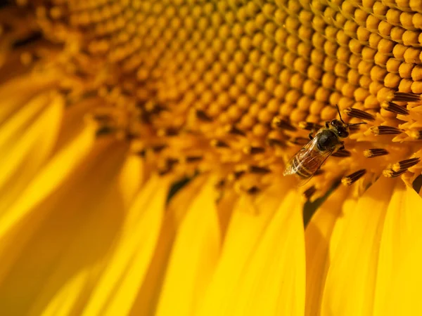 Biene Sammelt Nektar Aus Einer Sonnenblume — Stockfoto