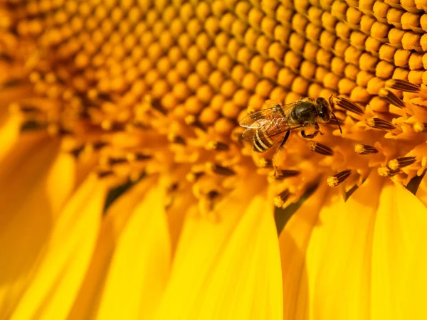 Biene Sammelt Nektar Aus Einer Sonnenblume — Stockfoto