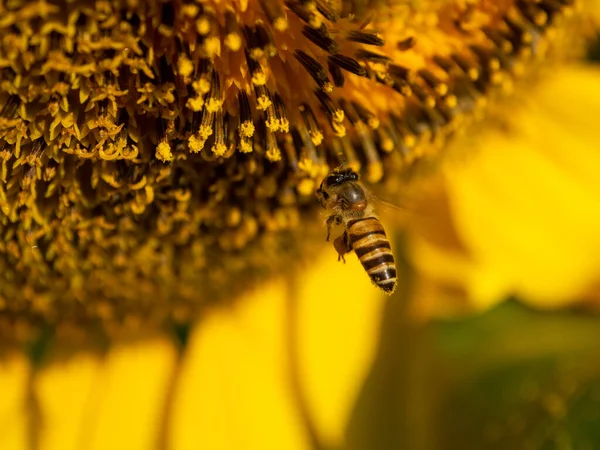 Abeille Recueille Nectar Tournesol — Photo