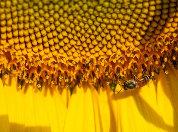Fliegende Insekten Sammeln Nektar Aus Sonnenblumen — Stockfoto
