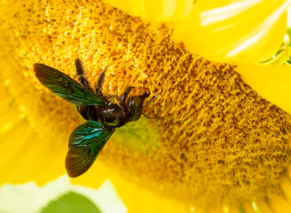 Abeille Recueille Nectar Tournesol — Photo