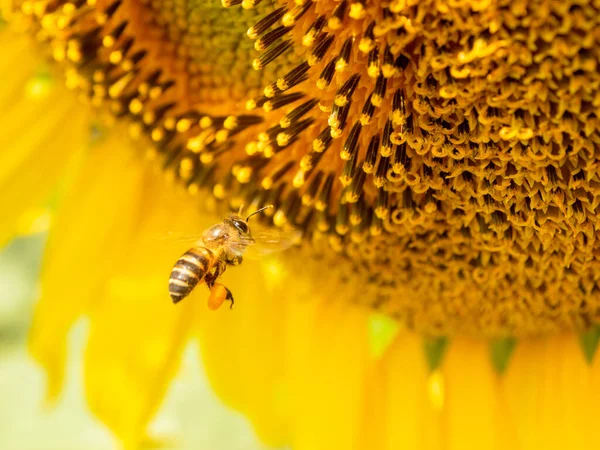 Abeille Recueille Nectar Tournesol — Photo