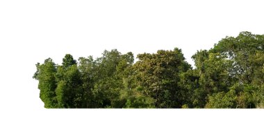 Yazın orman ve yeşillikler beyaz arka planda izole edilmiş