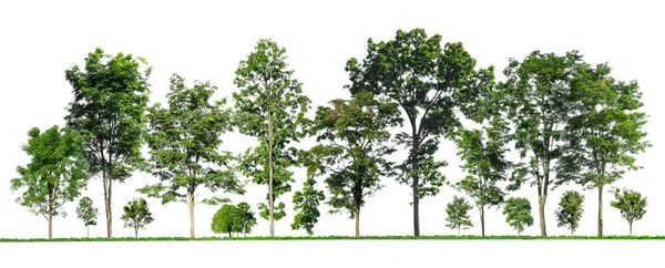 Árvores Verdes Isoladas Sobre Fundo Branco Floresta Folhas Linhas Verão — Fotografia de Stock