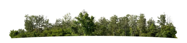 Лес Листья Летом Изолированы Белом Фоне — стоковое фото