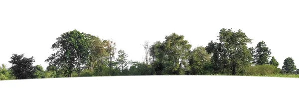 Floresta Folhagem Verão Isolado Sobre Fundo Branco — Fotografia de Stock