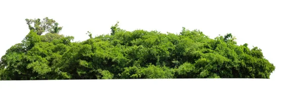 Yazın Orman Yeşillikler Beyaz Arka Planda Izole Edilmiş — Stok fotoğraf