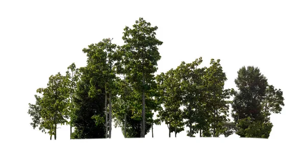 Forêt Feuillage Été Isolés Sur Fond Blanc — Photo