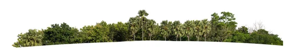 Las Liście Lecie Izolowane Białym Tle — Zdjęcie stockowe