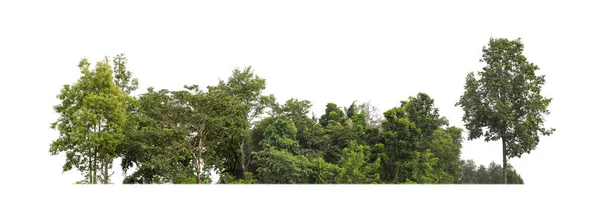 Yazın orman ve yeşillikler beyaz arka planda izole edilmiş