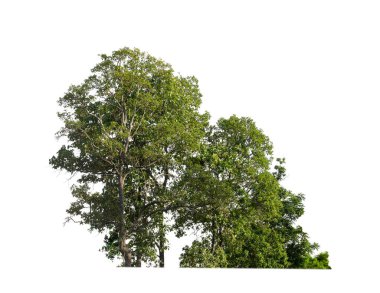 Yazın hem yazdırma hem de beyaz arkaplanda izole edilmiş web sayfaları için orman ve yeşillik