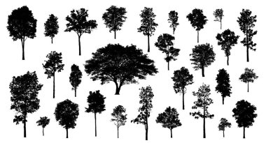 Beyaz arkaplanda fırça için ağaç silueti